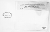 Leproplaca cirrochroa image